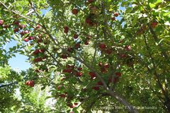 Malus pumila